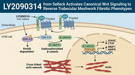 LY2090314 from Selleck Activates Canonical Wnt Signaling to Reverse Trabecular Meshwork Fibrotic Phenotypes