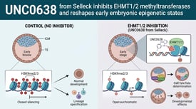UNC0638 from Selleck inhibits EHMT1/2 methyltransferases and reshapes early embryonic epigenetic states