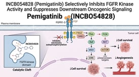 INCB054828 (Pemigatinib) Selectively Inhibits FGFR Kinase Activity and Suppresses Downstream Oncogenic Signaling
