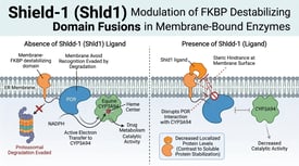 Shield-1 (Shld1) Modulation of FKBP Destabilizing Domain Fusions in Membrane-Bound Enzymes