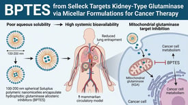 BPTES from Selleck Targets Kidney-Type Glutaminase via Micellar Formulations for Cancer Therapy