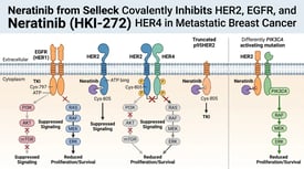 Neratinib from Selleck Covalently Inhibits HER2, EGFR, and HER4 in Metastatic Breast Cancer