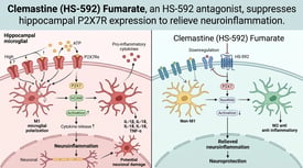 Clemastine (HS-592) Fumarate, an HS-592 antagonist, suppresses hippocampal P2X7R expression to relieve neuroinflammation.