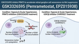 GSK3326595 inhibits PRMT5 to accelerate retinal ganglion cell senescence via Wnt suppression