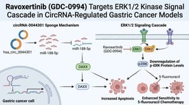 Ravoxertinib (GDC-0994) Targets ERK1/2 Kinase Signal Cascade in CircRNA-Regulated Gastric Cancer Models