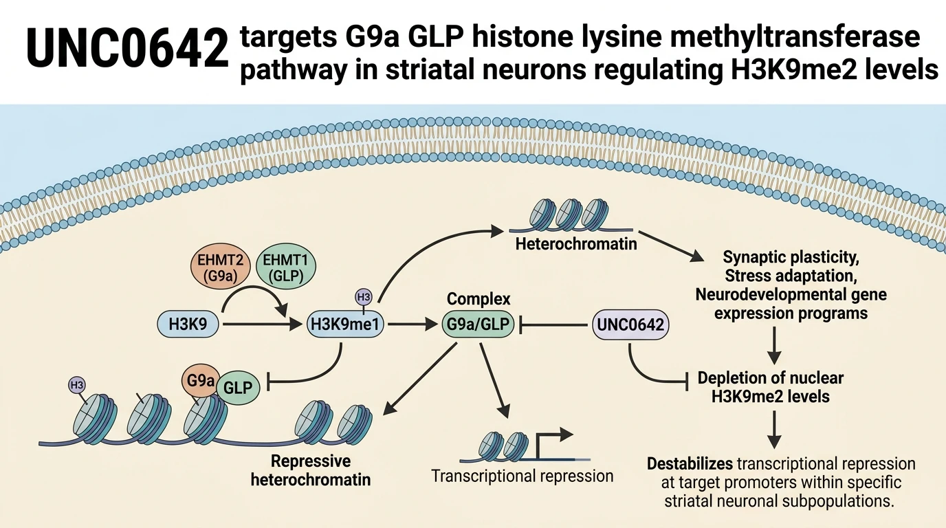 UNC0642 targets G9a GLP histone lysine methyltransferase pathway in striatal neurons regulating H3K9me2 levels