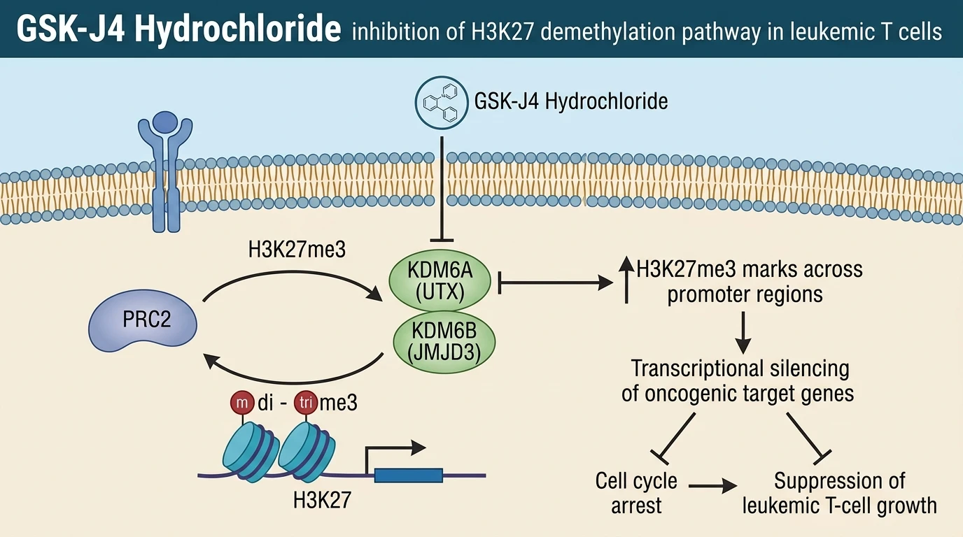 GSK-J4 Hydrochloride inhibition of H3K27 demethylation pathway in leukemic T cells