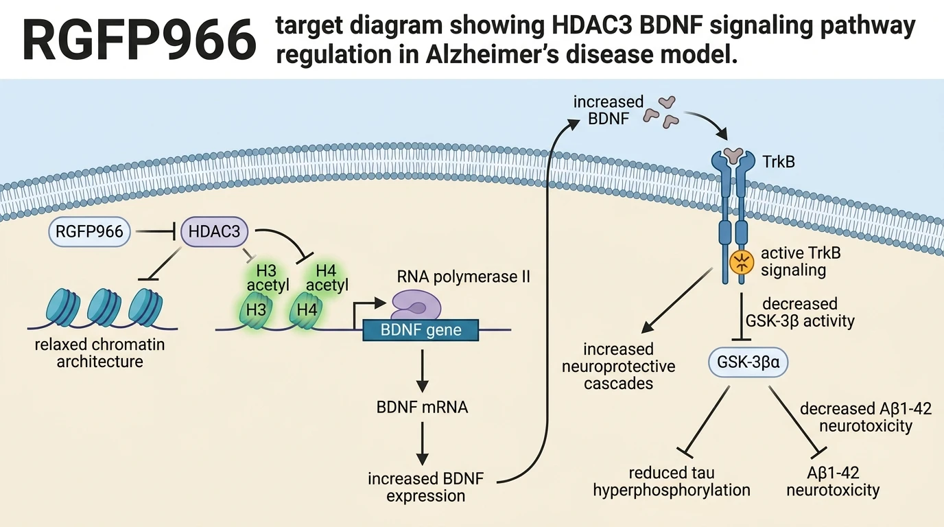 RGFP966 target diagram showing HDAC3 BDNF signaling pathway regulation in Alzheimer's disease model.