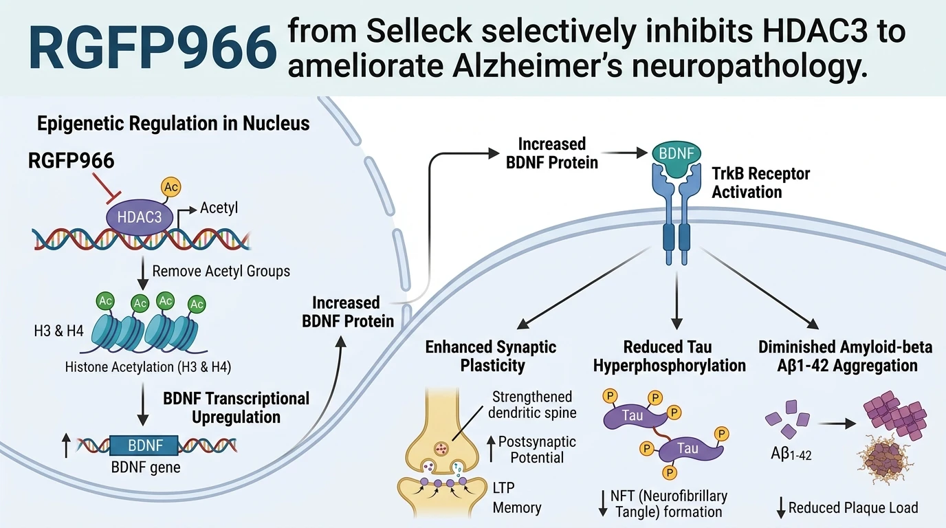 Schematic diagram of HDAC3 BDNF signaling pathway in neuronal cells showing tau and amyloid suppression.