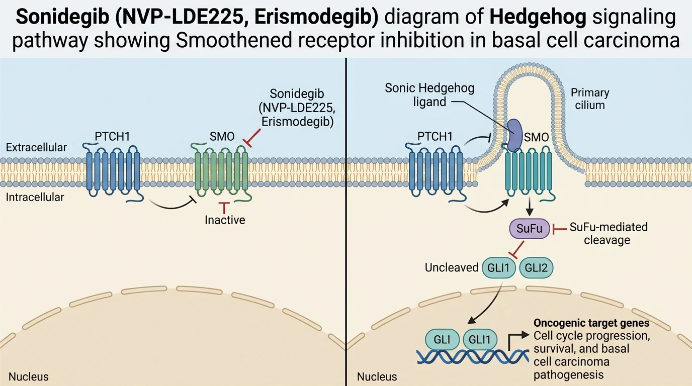 Sonidegib NVP-LDE225, Erismodegib diagram of Hedgehog signaling pathway showing Smoothened receptor inhibition in basal cell carcinoma