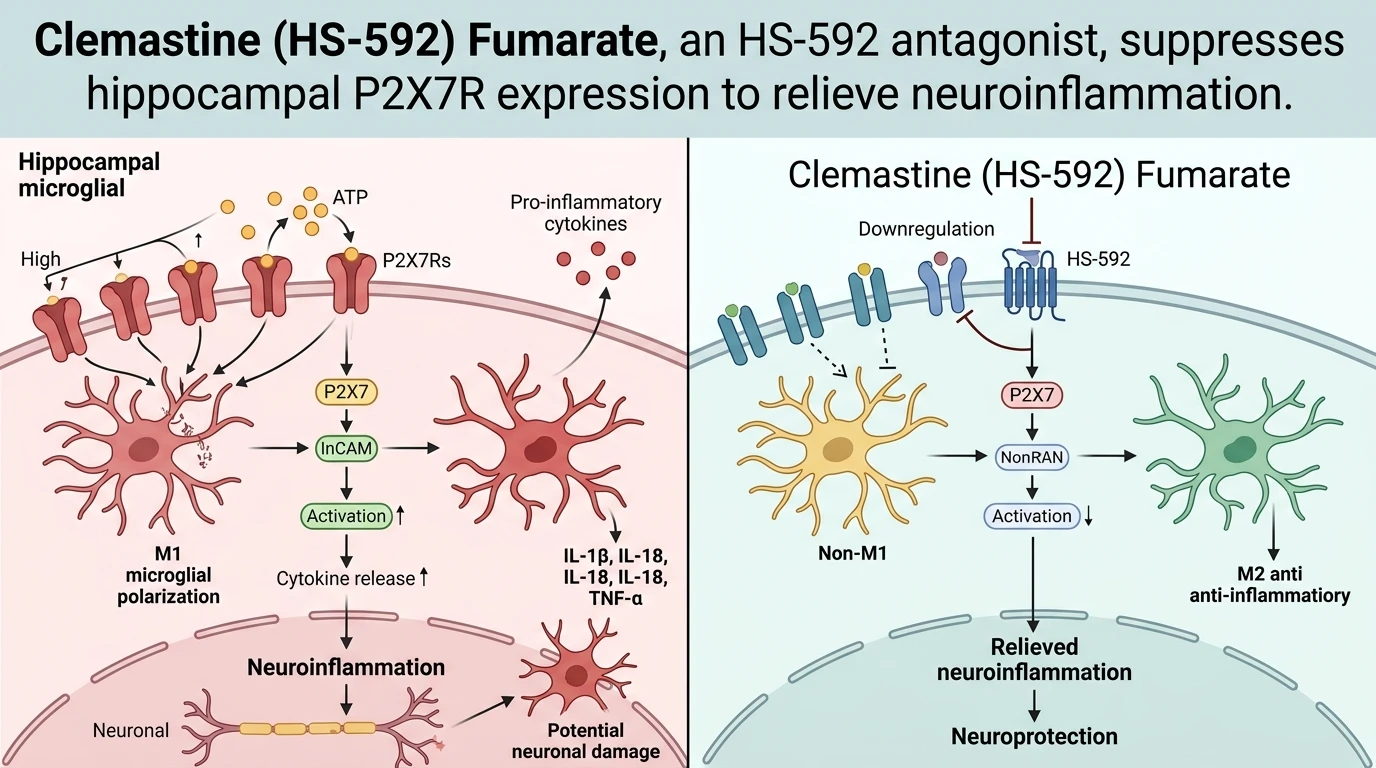 Schematic diagram of purinergic P2X7 receptor neuroinflammatory signaling pathway in hippocampal microglia and astrocytes.