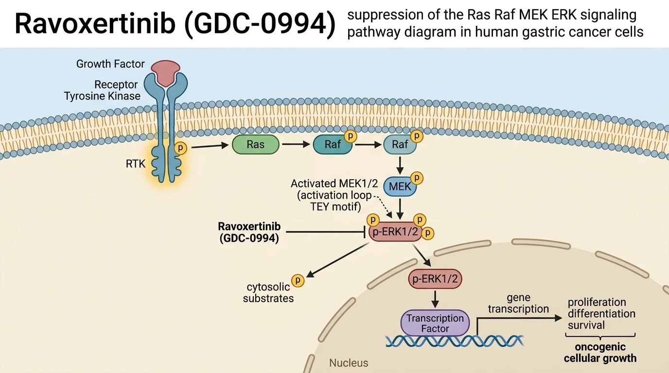 Ravoxertinib GDC-0994 suppression of the Ras Raf MEK ERK signaling pathway diagram in human gastric cancer cells