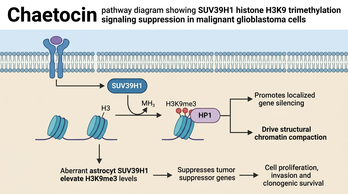 Chaetocin pathway diagram showing SUV39H1 histone H3K9 trimethylation signaling suppression in malignant glioblastoma cells