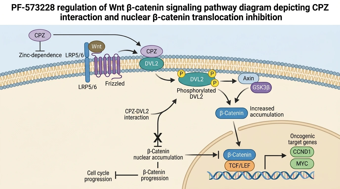 PF-573228 regulation of Wnt β-catenin signaling pathway diagram depicting CPZ interaction and nuclear β-catenin translocation inhibition